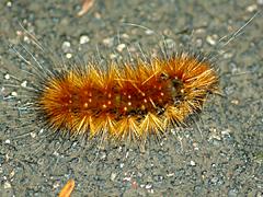 Virginian Tiger Moth